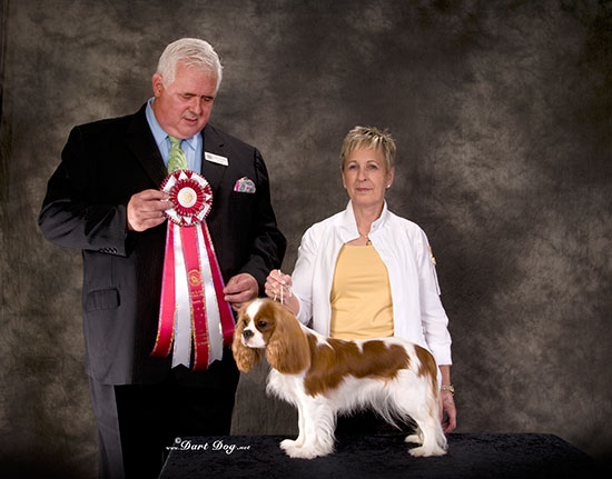 Paula gained her AKC Championship at the Cavaliers of Puget Sound specialty show