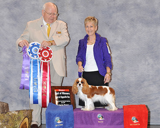 Paula winning WB, BW & BOS at the Columbia River Cavalier King Charles Spaniel Club Specialty
