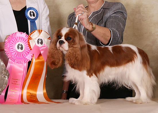 Paula won Winners Bitch and BOS at the Cavaliers of the Northeast Specialty June 13, 2015