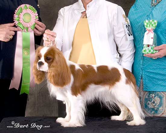 Paula gained her AKC Championship at the Cavaliers of Puget Sound specialty show