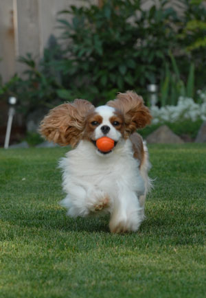 Rodney with his ball