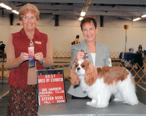 Rodney Best Bred by Exhibitor, Gig Harbor Kennel Club