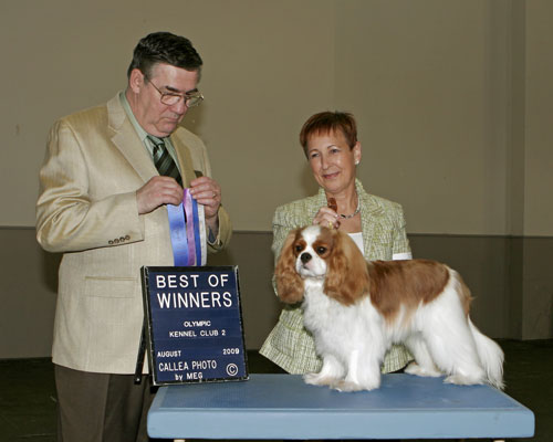 Rodney Best of Winners, Olympic Kennel Club