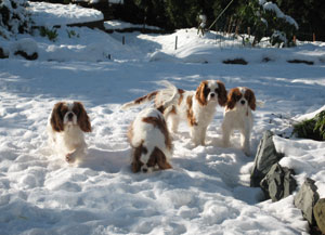 Rockcreek dogs in the snow