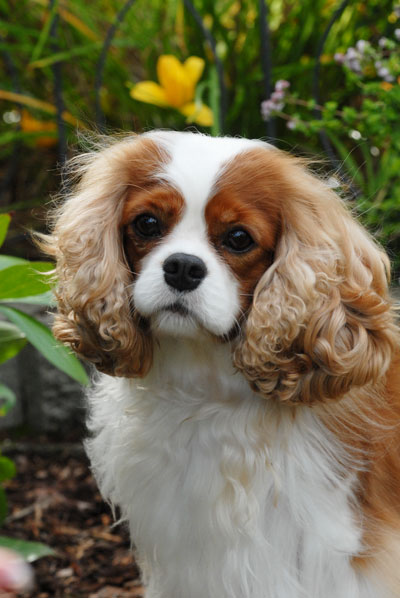Tilley Headshot