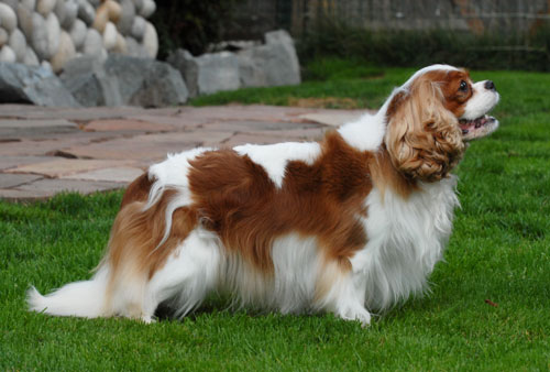 Tilley Profile